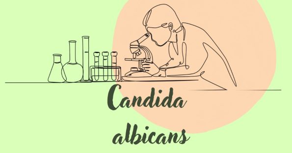 Candida albicans