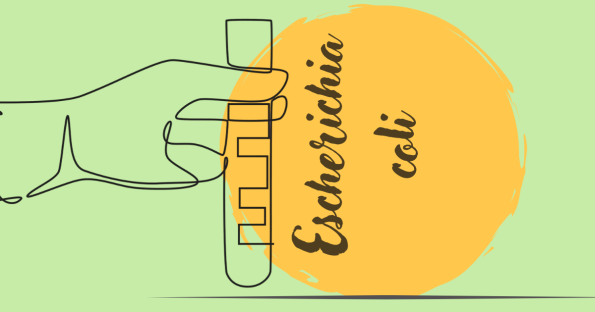 Escherichia coli prirodno liječenje